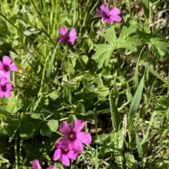 Oxalis articulata (Shamrock) at Booth, ACT - 28 Oct 2022 by KMcCue