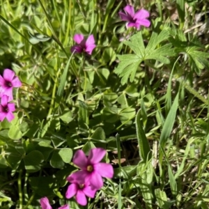 Oxalis articulata at Booth, ACT - 29 Oct 2022