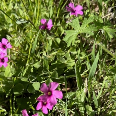 Oxalis articulata (Shamrock) at Booth, ACT - 29 Oct 2022 by KMcCue