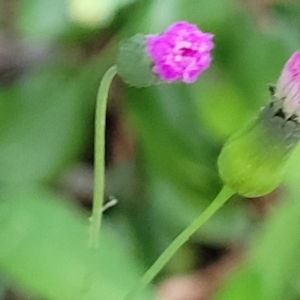 Emilia sonchifolia at Nambucca Heads, NSW - 30 Oct 2022