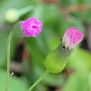 Emilia sonchifolia at Nambucca Heads, NSW - 30 Oct 2022