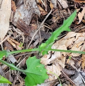 Emilia sonchifolia at Nambucca Heads, NSW - 30 Oct 2022 06:20 PM