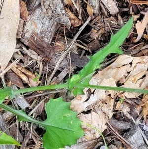 Emilia sonchifolia at Nambucca Heads, NSW - 30 Oct 2022