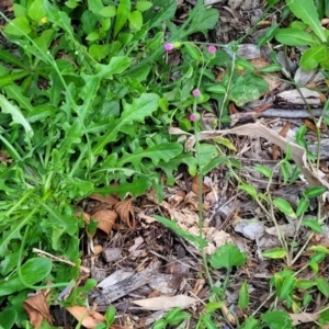 Emilia sonchifolia at Nambucca Heads, NSW - 30 Oct 2022