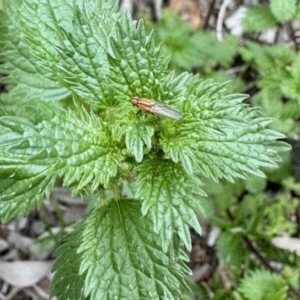 Sapromyza sp. (genus) at Aranda, ACT - 29 Oct 2022