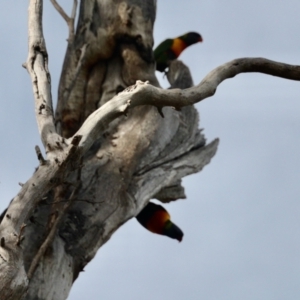 Trichoglossus moluccanus at Aranda, ACT - 30 Oct 2022