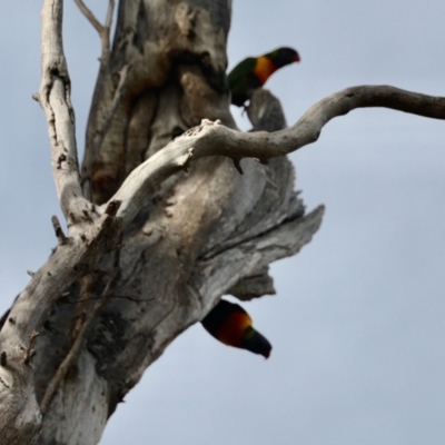 Trichoglossus moluccanus (Rainbow Lorikeet) at Aranda, ACT - 30 Oct 2022 by KMcCue