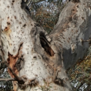 Pardalotus striatus at Aranda, ACT - 30 Oct 2022