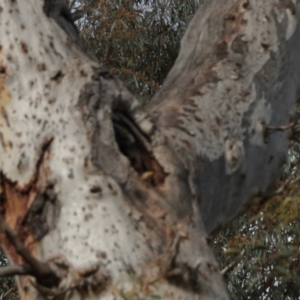 Pardalotus striatus at Aranda, ACT - 30 Oct 2022 03:23 PM