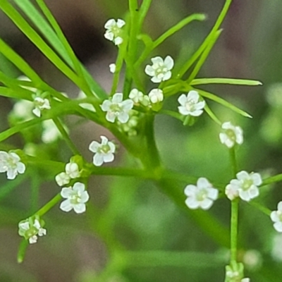 Cyclospermum leptophyllum (Slender Celery, Wild Carrot) at Nambucca Heads, NSW - 30 Oct 2022 by trevorpreston