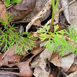 Cyclospermum leptophyllum at Nambucca Heads, NSW - 30 Oct 2022 06:18 PM