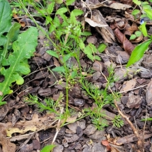 Cyclospermum leptophyllum at Nambucca Heads, NSW - 30 Oct 2022 06:18 PM