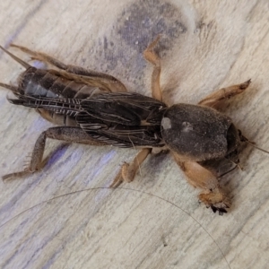 Gryllotalpa nitidula at Nambucca Heads, NSW - 30 Oct 2022 05:43 PM