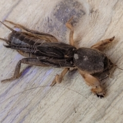 Unidentified Cricket (Orthoptera, several families) (TBC) at Nambucca Heads, NSW - 30 Oct 2022 by trevorpreston