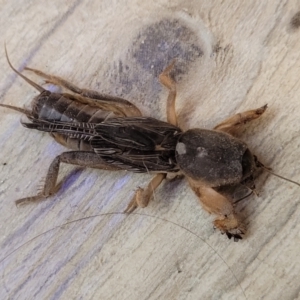 Gryllotalpa nitidula at Nambucca Heads, NSW - 30 Oct 2022 05:43 PM