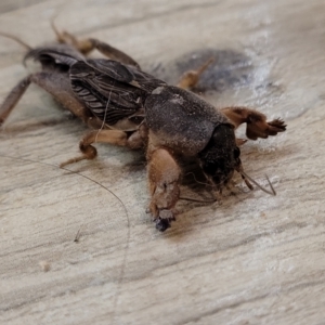 Gryllotalpa nitidula at Nambucca Heads, NSW - 30 Oct 2022 05:43 PM