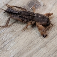 Gryllotalpa nitidula at Nambucca Heads, NSW - 30 Oct 2022 05:43 PM