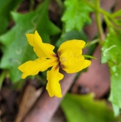 Goodenia rotundifolia (Star Goodenia, Round-leaf Goodenia) at Nambucca Heads, NSW - 30 Oct 2022 by trevorpreston