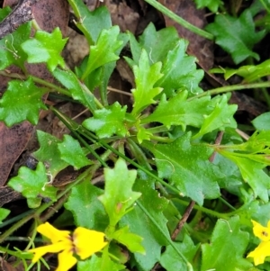 Goodenia rotundifolia at Nambucca Heads, NSW - 30 Oct 2022 05:39 PM