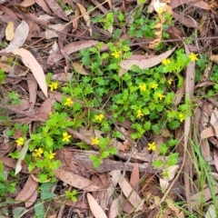 Goodenia rotundifolia at Nambucca Heads, NSW - 30 Oct 2022