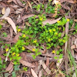 Goodenia rotundifolia at Nambucca Heads, NSW - 30 Oct 2022 05:39 PM