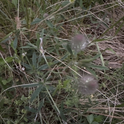 Trifolium arvense (Haresfoot Clover) at Aranda, ACT - 30 Oct 2022 by lbradley