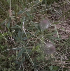 Trifolium arvense (Haresfoot Clover) at Aranda, ACT - 30 Oct 2022 by lbradley