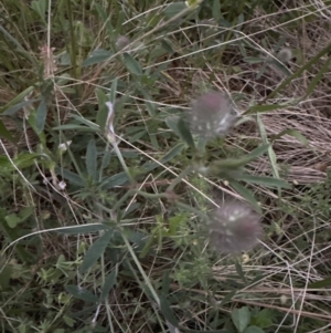 Trifolium arvense at Aranda, ACT - 30 Oct 2022