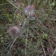 Trifolium arvense at Aranda, ACT - 30 Oct 2022