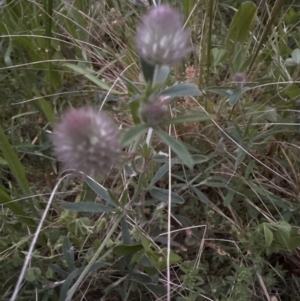 Trifolium arvense at Aranda, ACT - 30 Oct 2022