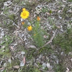 Xerochrysum viscosum (Sticky Everlasting) at Aranda, ACT - 30 Oct 2022 by lbradley