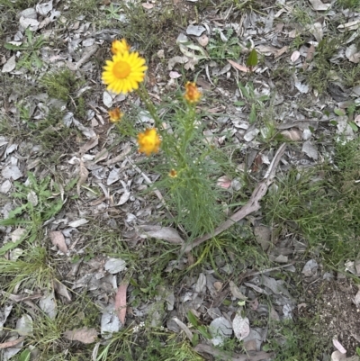 Xerochrysum viscosum (Sticky Everlasting) at Aranda, ACT - 30 Oct 2022 by lbradley