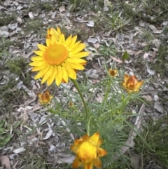 Xerochrysum viscosum at Aranda, ACT - 30 Oct 2022