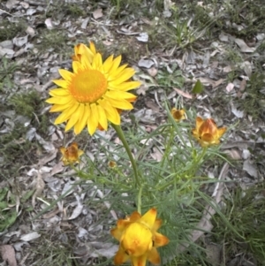 Xerochrysum viscosum at Aranda, ACT - 30 Oct 2022 07:30 PM