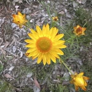 Xerochrysum viscosum at Aranda, ACT - 30 Oct 2022 07:30 PM