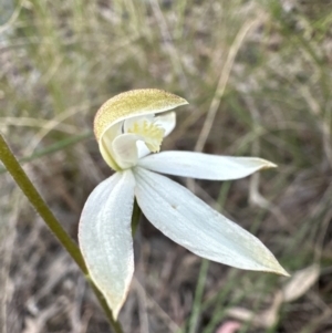 Caladenia moschata at Cook, ACT - 30 Oct 2022