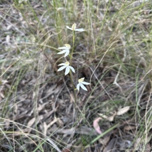 Caladenia moschata at Cook, ACT - 30 Oct 2022