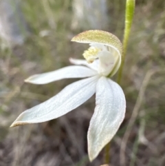 Caladenia moschata at Cook, ACT - 30 Oct 2022