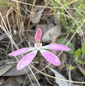 Caladenia fuscata at Cook, ACT - suppressed