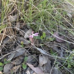 Caladenia fuscata at Cook, ACT - suppressed