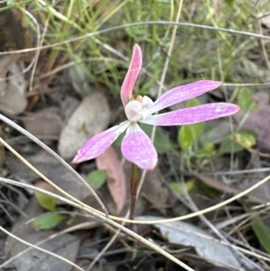 Caladenia fuscata at Cook, ACT - 30 Oct 2022