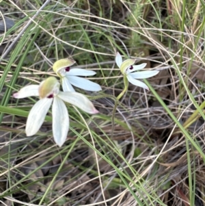 Caladenia cucullata at Cook, ACT - suppressed