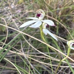 Caladenia cucullata at Cook, ACT - suppressed