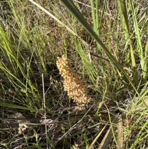 Lomandra multiflora at Aranda, ACT - 30 Oct 2022