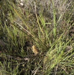 Lomandra multiflora at Aranda, ACT - 30 Oct 2022