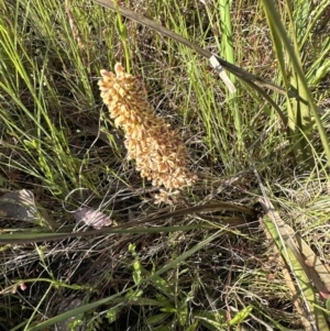 Lomandra multiflora at Aranda, ACT - 30 Oct 2022