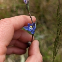 Thelymitra sp. (pauciflora complex) (Sun Orchid) at GG291 - 30 Oct 2022 by mainsprite