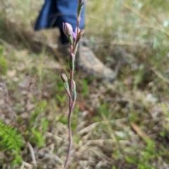 Thelymitra sp. (A Sun Orchid) at Bruce, ACT - 30 Oct 2022 by mainsprite