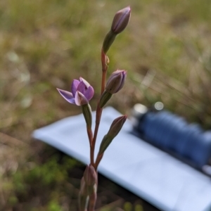 Thelymitra sp. at Bruce, ACT - suppressed