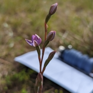 Thelymitra sp. at Bruce, ACT - 30 Oct 2022